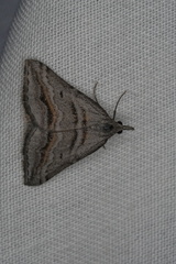 Dichromodes consignata