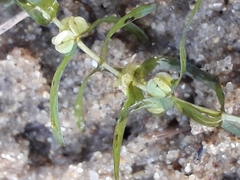 Callitriche hermaphroditica