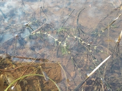 Callitriche hermaphroditica