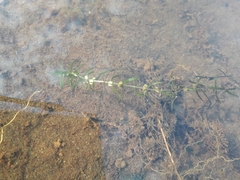 Callitriche hermaphroditica