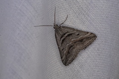 Dichromodes consignata