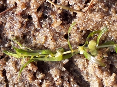 Callitriche hermaphroditica