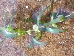 Callitriche hermaphroditica