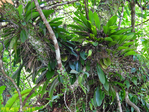 Bulbophyllum macraei iNat (2)