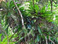 Bulbophyllum macraei