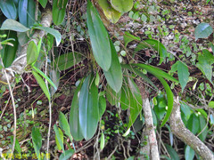 Bulbophyllum macraei