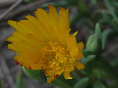 Lampranthus explanatus