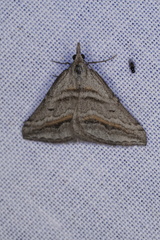 Dichromodes consignata