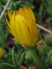 Lampranthus explanatus