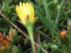 Lampranthus explanatus