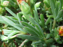 Lampranthus explanatus