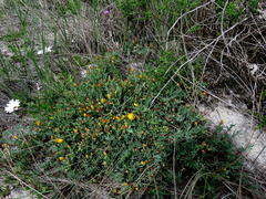 Lampranthus explanatus