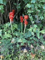 Arum cylindraceum