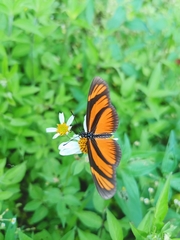 Eueides aliphera gracilis