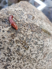 Taeniogyrus dunedinensis