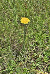 Helichrysum auriceps