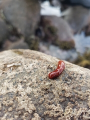 Taeniogyrus dunedinensis