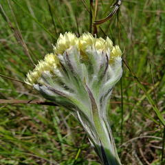 Helichrysum auriceps