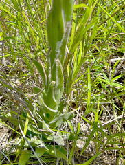 Helichrysum auriceps