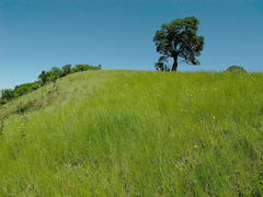 Helichrysum auriceps