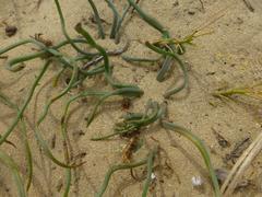 Trachyandra chlamydophylla
