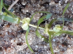 Callitriche hermaphroditica