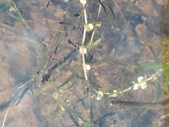 Callitriche hermaphroditica