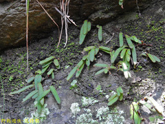 Pyrrosia linearifolia