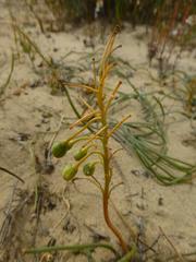 Trachyandra chlamydophylla