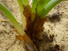 Trachyandra chlamydophylla
