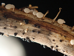 Leptosphaeria acuta