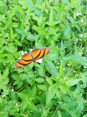 Eueides aliphera gracilis