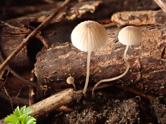 Mycena mirata