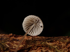 Mycena mirata