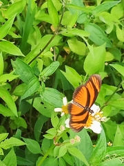 Eueides aliphera gracilis