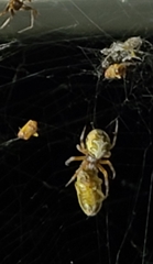Araneinae