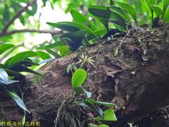 Bulbophyllum macraei
