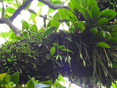 Bulbophyllum macraei