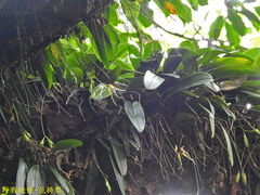 Bulbophyllum macraei