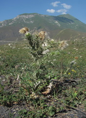Cirsium echinus