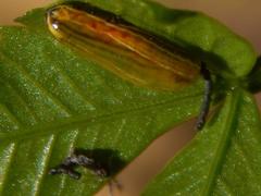 Calotheca