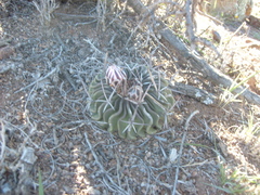 Echinofossulocactus pentacanthus
