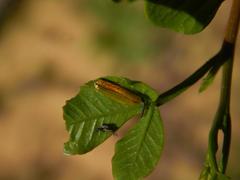 Calotheca