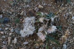 Saussurea salicifolia