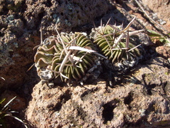 Echinofossulocactus phyllacanthus