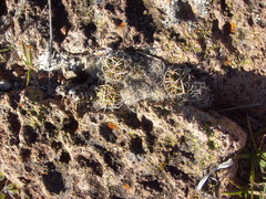 Echinofossulocactus phyllacanthus