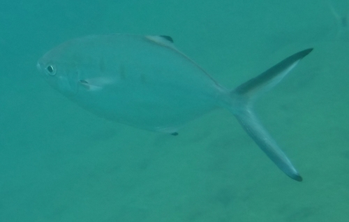 Pompano, Vila Franca do Campo, PT-AC, PT, photo 9 of 10