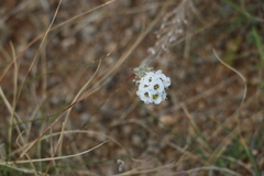 Ptilotrichum canescens