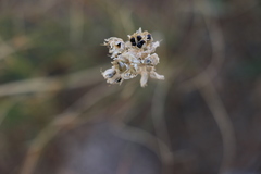 Allium polyrhizum