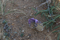 Astragalus laguroides